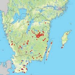 och beteende Barbastellen är mycket mörkt brun på rygg och buk. Topparna på hårstråna är ljusa, vilket kan ge ett frostigt intryck.