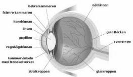 Eftersom verkningarna liknar varandra ( ) leds vi att, efter analogins alla regler, sluta oss till att orsakerna också liknar varandra och att naturens upphovsman är tämligen lik det