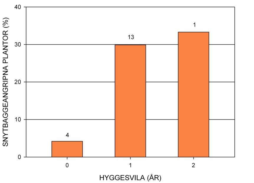 Figur 5. Snytbaggeskador vid olika lång hyggesvila. Siffrorna ovanför staplarna anger antalet inventerade hyggen. Figur 6.