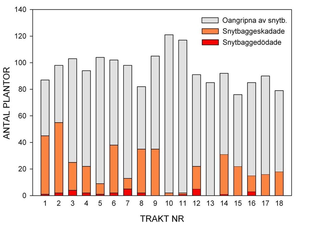 Figur 2. Snytbaggeskador på Conniflex-behandlade plantor hösten 2011 efter ett år i fält.