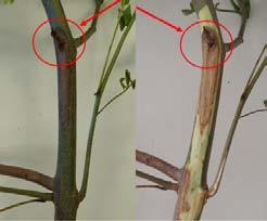 The teleomorph of Chalara fraxinea, the causal agent of ash dieback.