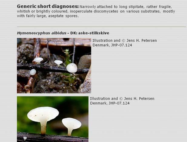 allmänt spridda och tidigare kända svampen Hymenoscyphus albidus. H.a. är en vit