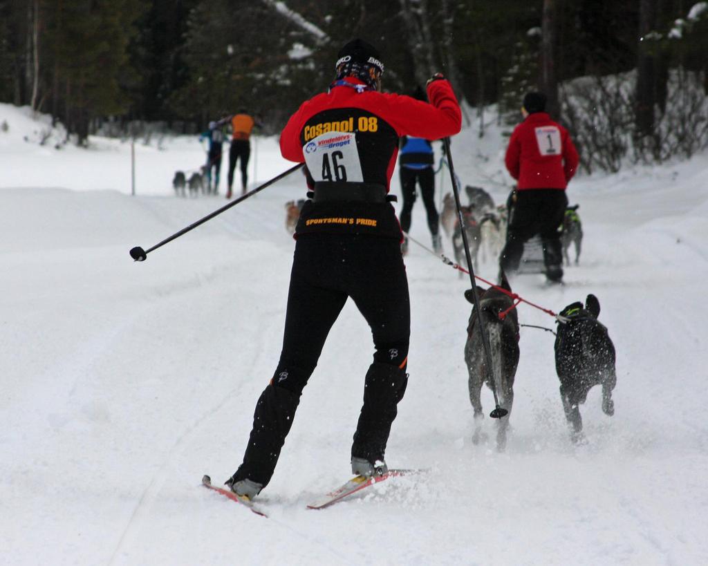 Svenska Draghundsportförbundet Draghundsport i organiserad form bedrivs av Svenska Draghundsportförbundet (SDSF) som bildades 1987.