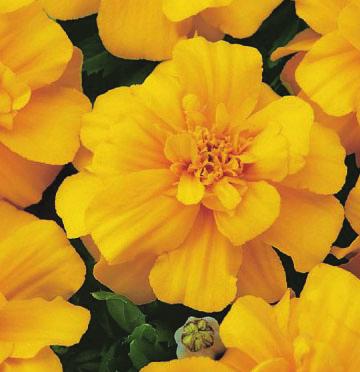 Tagetes patula Bonanza Deep Orange - djupt orange tagetes, 20