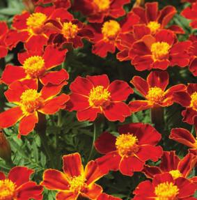 Tagetes patula Disco Red - rödgul tagetes, 20 cm Tagetes patula