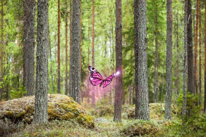 Skogsvinge SCAs verktyg Skogsvinge ger alla skogsägare i norra Sverige tillgång till ett helt nytt