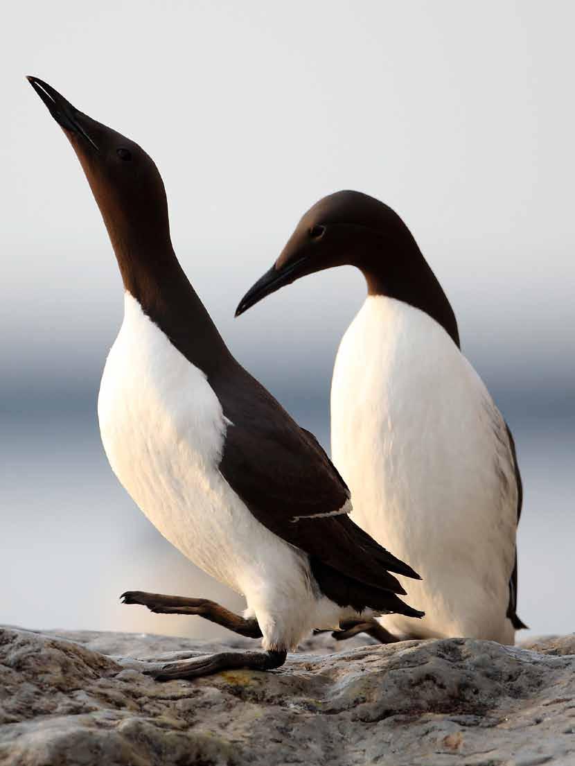 Nr 4 2011 Natur på Gotland Lergeting Speglingar Avloppsmes Gotlandshöna Vad är detta? Frågor och svar Bilder från arkivet Vad sälskit berättar Sälskador - för vem?