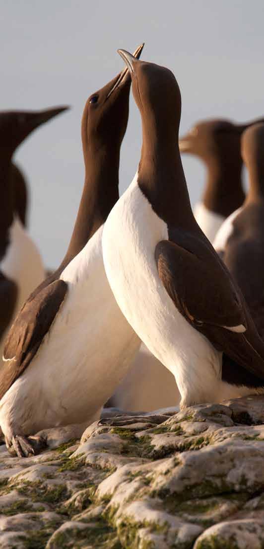 Störning ändrar beteendet Det finns ingen biologisk drift att utsätta sin avkomma för onödiga risker.