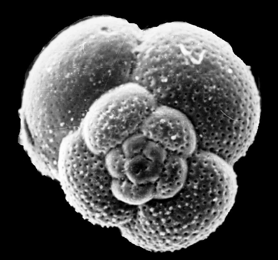 Phylum Sarcodina Klass Foraminifera