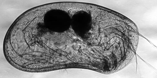 Muskelfästen och låsrand används ofta för identifikation De fossila resterna består av skalet och genom att studera dess