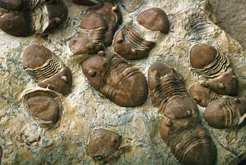 Phylum Arthropoda Klass Trilobita Namnet TRILOBIT kommer från dess tre lober och