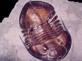 del trilobiter