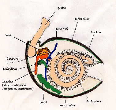 Phylum Brachiopoda (armfotingar)