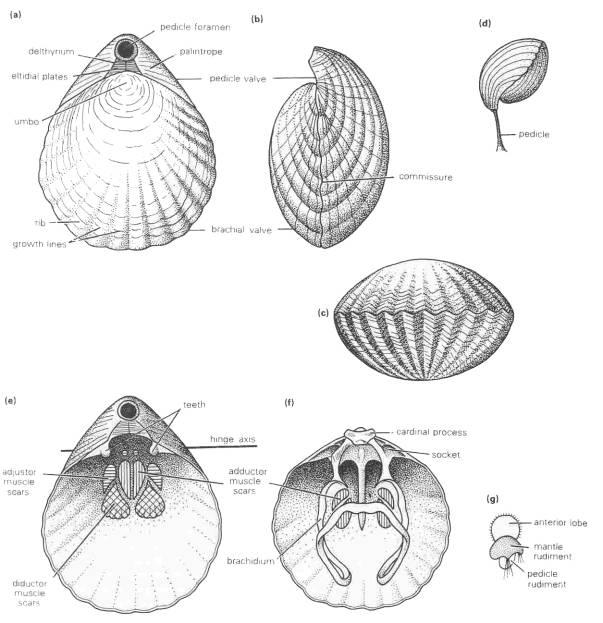 valven Inre skelett, brachidium som utgör stöd för lophophoren Viktig fossil