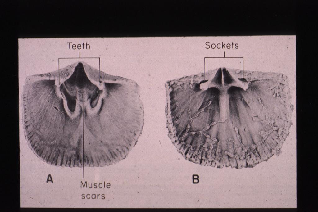 Phylum Brachiopoda Klass