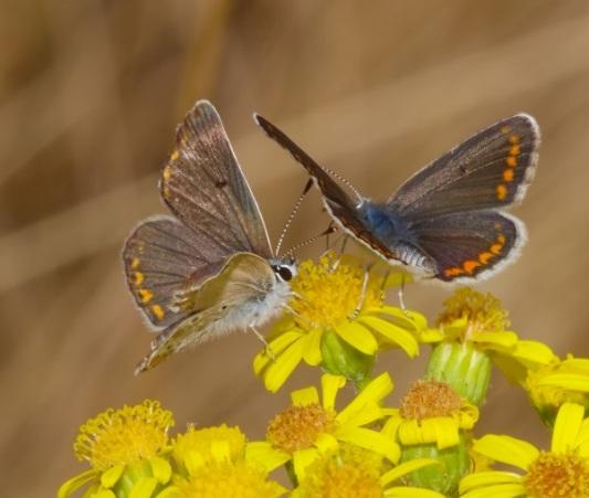 Jordbrukslandskap Dessa fjärilar är tämligen allmänna i Skåne. De trivs i jordbrukslandskap men även i trädgårdar och längs havsstränder. Larverna livnär sig helst på kål.