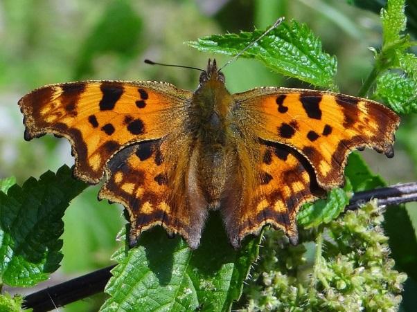Biotoper för majoriteten av fjärilar När det gäller stadsmiljöer så finns det goda förutsättningar för att gynna fjärilar i trädgårdar och innergårdar.