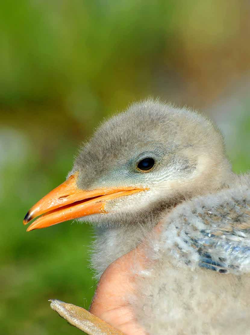 Levande Skärgårdsnatur 2017 Med rapporter från