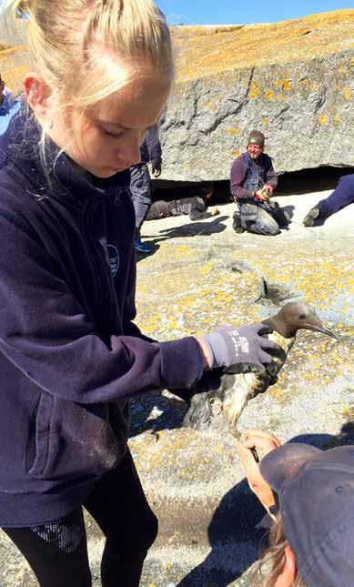 RINGMÄRKNING AV KUSTFÅGLAR Foto: Karin Strandfager Foto: Anna Ehn Foto: Anna Ehn Vilda Aspson håller i en ringmärkt sillgrissla. Gunnar Hjertstrand på väg att ringmärka en tordmuleunge. Vuxna skarvar.