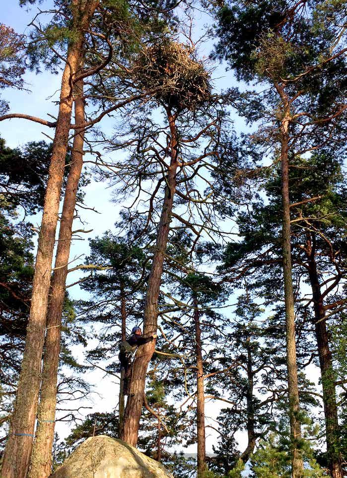 HAVSÖRN Foto: Anna Ehn Att inventera havsörnsbon kräver klättringskunskaper och god fysik.