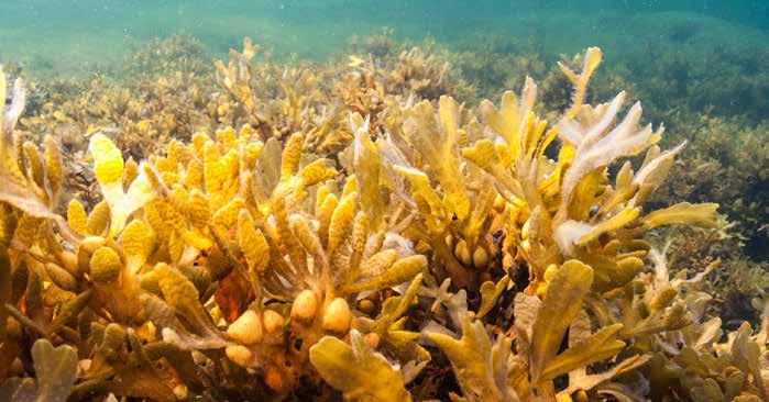 BLÅSTÅNG 2016 Foto: Hans Kautsky Blåstångruska (Fucus vesiculosus) med förökningsknoppar som syns som knottriga båltoppar centralt i bilden.