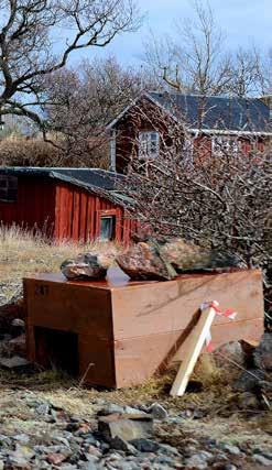 MINKFÄLLOR OCH EJDERBON Skydd av fågel AV GUNNAR HJERTSTRAND Antalet minkar i skärgårdsmiljön är fortsatt högt Dessa djur som etablerat ett stort bestånd i vårt land under det senaste århundradet