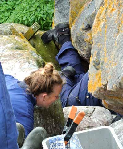 Foto: Karin Strandfager Foto: Anna Ehn En vuxen tordmule inger respekt även hos en