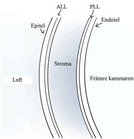 1 Introduktion 1.1 Cornea Cornea bildar tillsammans med tårfilmen ögats yttersta optiska yta. Denna yta täcker 1/6 av hela ögonglobens omkrets (Bergmanson 2012 s.