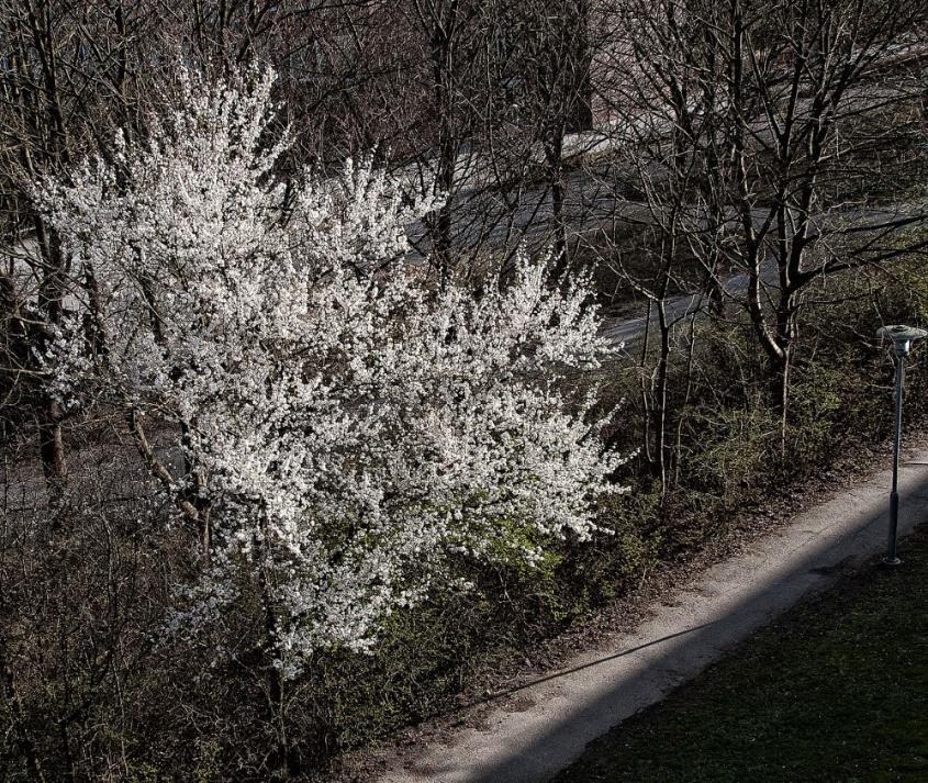 Skarpan har gjort efterforskningar och orsaken är att träden har rötter som går in under cykelbanan, som ska asfalteras om. Då måste de fällas, men om de fälls direkt riskerar rötterna att göra skada.