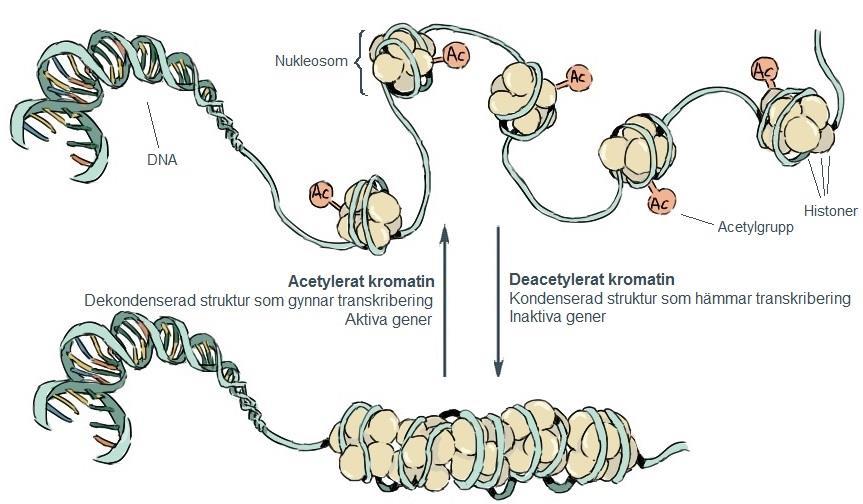 Histoner och modifiering av kromatinstruktur Modifiering av histoner är en epigenetisk process, en process där genuttrycket påverkas utan att ändra på generna i fråga, och resulterar i förändringar i