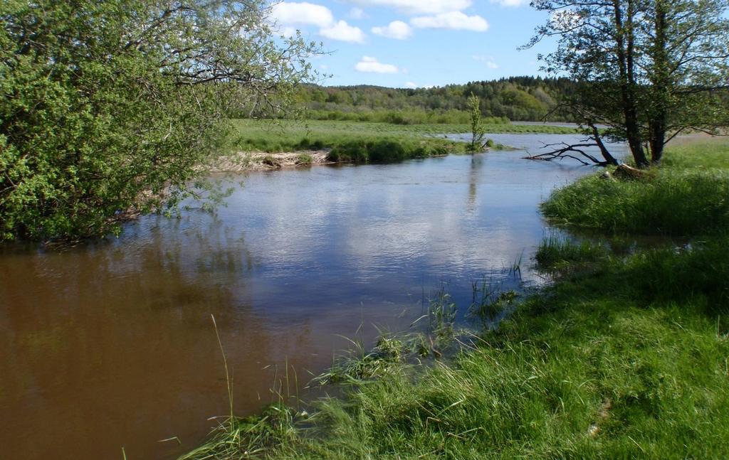 Var finns de olika musslorna i vattensystemet?