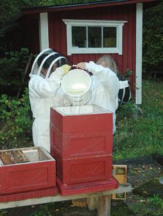 Bifoder består av sackaros och/eller inverterade socker arter som ersätter den honung bina själva samlat in för att överleva vintern. Utfordring ska anpassas till binas behov.
