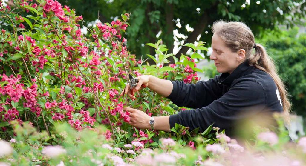 Brf Bonum Rosenrot tillhör växtgruppen perenner som påminner oss om livets lätthet och dess otroliga rikedom.