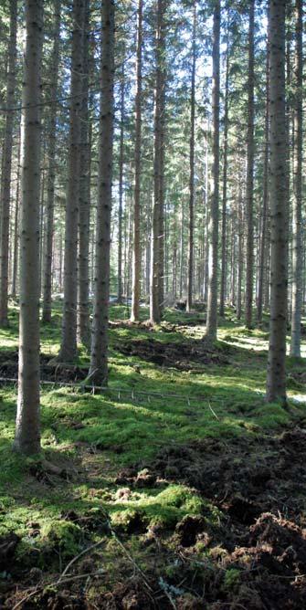 SKOGSMARK Enligt skogsbruksplanen uppgår den produktiva skogsmarken till 87,6 ha och virkesförrådet till 15 495 m 3 sk eller 177 m 3 sk per ha.