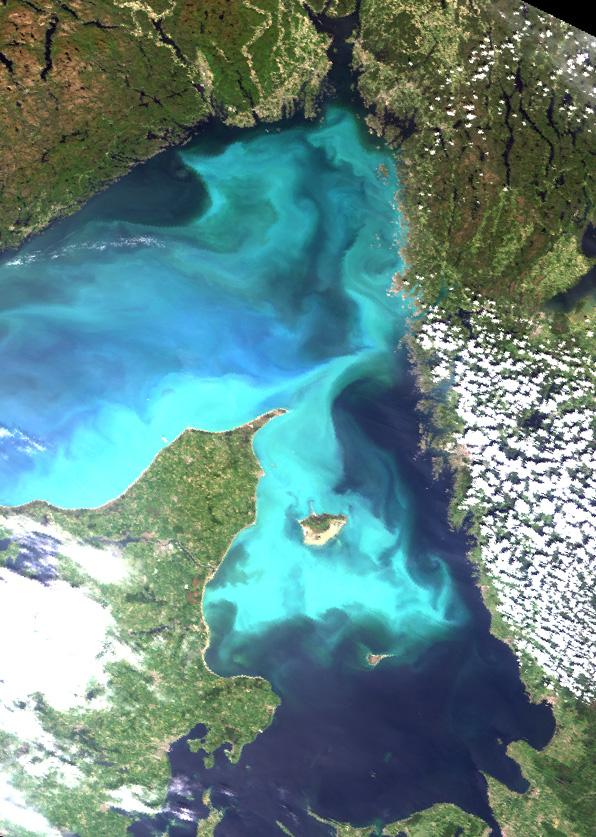 Växtplankton I Kattegatt var vårblomningen av kiselalger i full gång i slutet av februari.