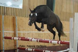 Treårstest Ponny Nasdaque Sv idponn t ärkelse hopp