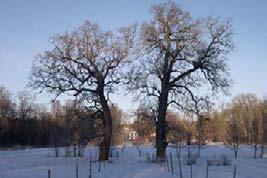 täcker marken i ädellövskogen söder om Noors