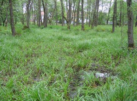 planeras (provplats 3 och 5). Riklig förekomst av smal dammsnäcka noterades vid provplats 5, där vatten fanns kvar i fläckvisa pölar (figur 5b och c).