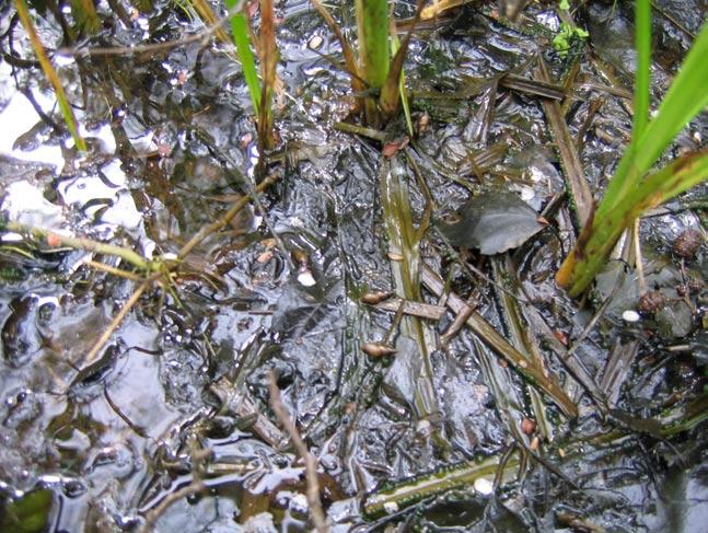 Figur 6. Riklig förekomst av smal dammsnäcka noterades vid provplats 5. Foto: Anna Henricsson, Medins Biologi AB.