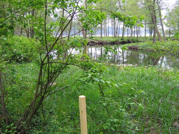 Riklig förekomst av den rödlistade snäckan Omphiscola glabra (smal dammsnäcka, hotkategori VU - sårbar) (figur 5c) noterades i området för den mellersta planerade terrängsvackan i april och maj.