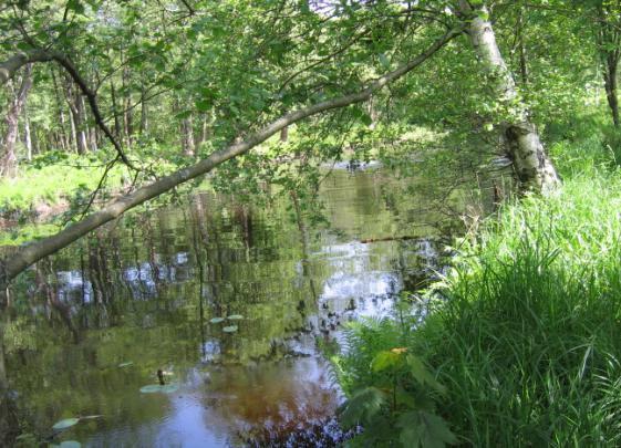 Sträcka 1. Mölndalsån Beskrivning biotop Sträckan omges av sumpskog. Vattenbiotopen sjölik. Inga signalkräftor observerades på denna sträcka.