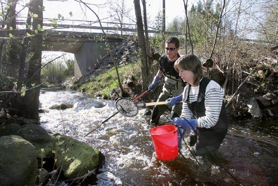 Figure 52. Electrofishing at site LSM 569 in Laemarsån 265. Table 5. Observed and caught species at site LSM 569 in Laemarsån.