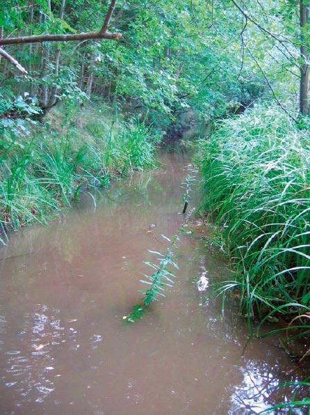 5. Laemarsån, Åby (LSM 57) Site LSM 57 in Laemarsån is situated upstream from site LSM 569. This is a slowflowing stretch of the stream (Figure 5).