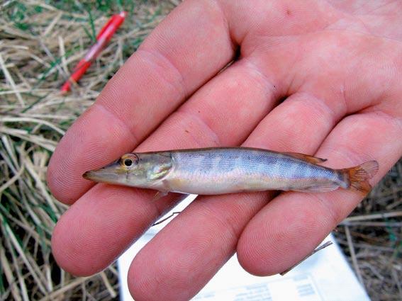 Observed and caught species at site LSM 572 in Ekerumsbäcken.