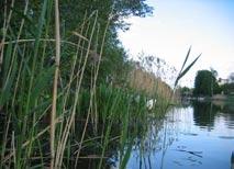 Eskilstunaåns avrinningsområde 28 34. Kvismare kanal, Odensbacken Datum: 28-5-19 Flodområde: 61 Norrström Koordinat: 6568/14838 Ca 3 m uppströms vägbron.