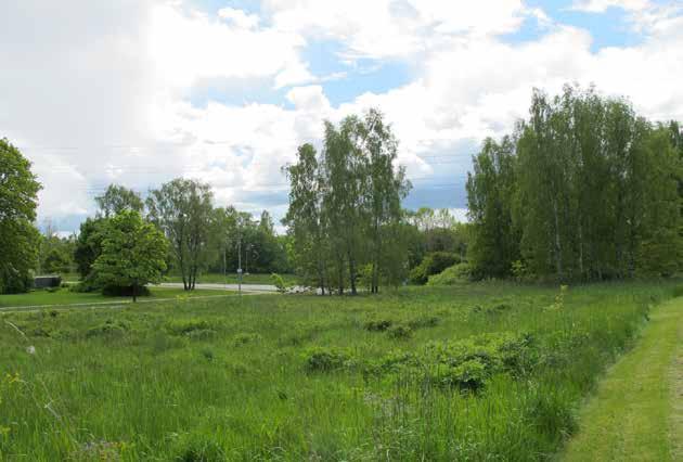 9. GLASBJÖRKEN STRÖMSLUND Bostadsnära natur Ca 1,5 0 ha ha SVII/1969 Park eller plantering 166 Glasbjörken ligger snett mittemot De Lavals park på andra sidan Albertsvägen.