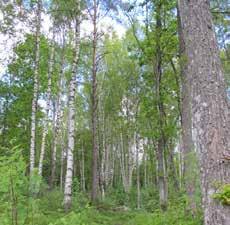 5. LÖVDALAPARKEN TORSRED Bostadsnära natur Ca 0,4 ha S:I/1975 Park eller plantering 182 Lövdalsparken är ett naturmarksområde