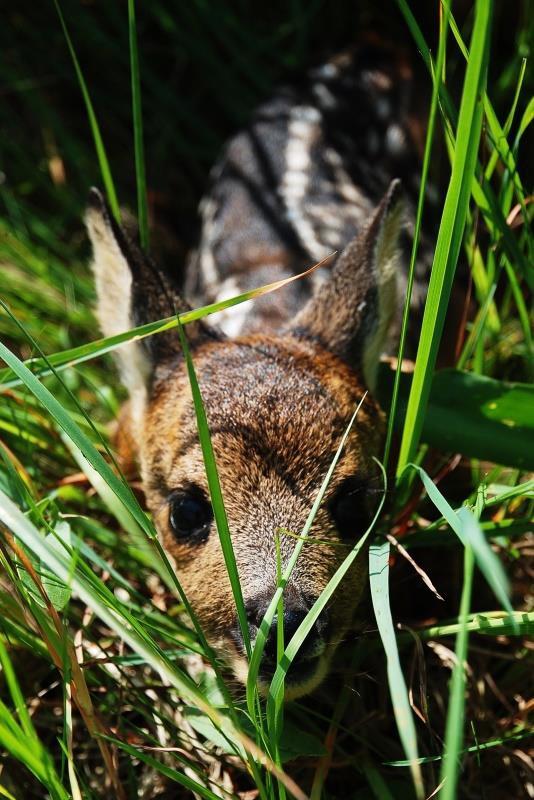 Kandidatarbeten 2016:15 i skogsvetenskap Fakulteten för skogsvetenskap Påverkar kallt och blött väder överlevnaden hos rådjurskid (Capreolus capreolus L)?