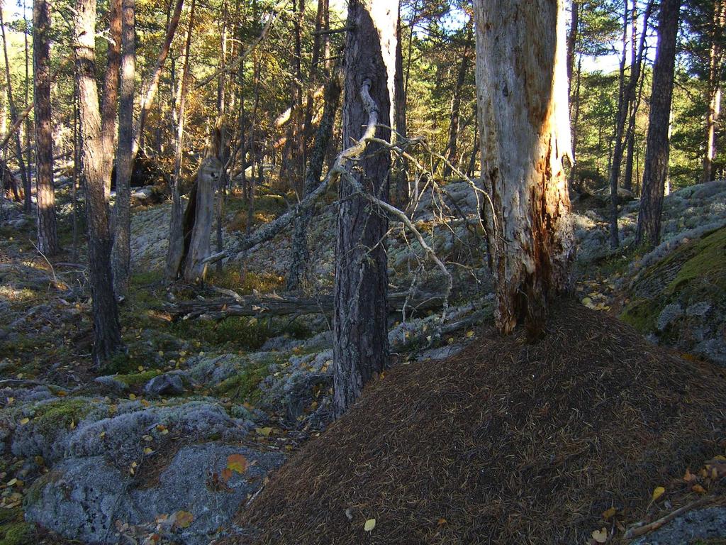 skog Död ved, hällmarker, gamla tallar, myrstackar, signalarter och