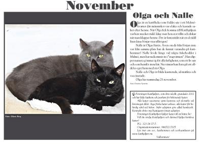 Råmossens Katthem Foto: